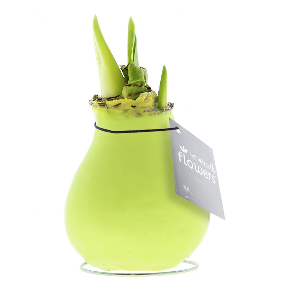 No Water Flowers® - Waxz® Colours, In einer Luxusbox, Pastellgrün