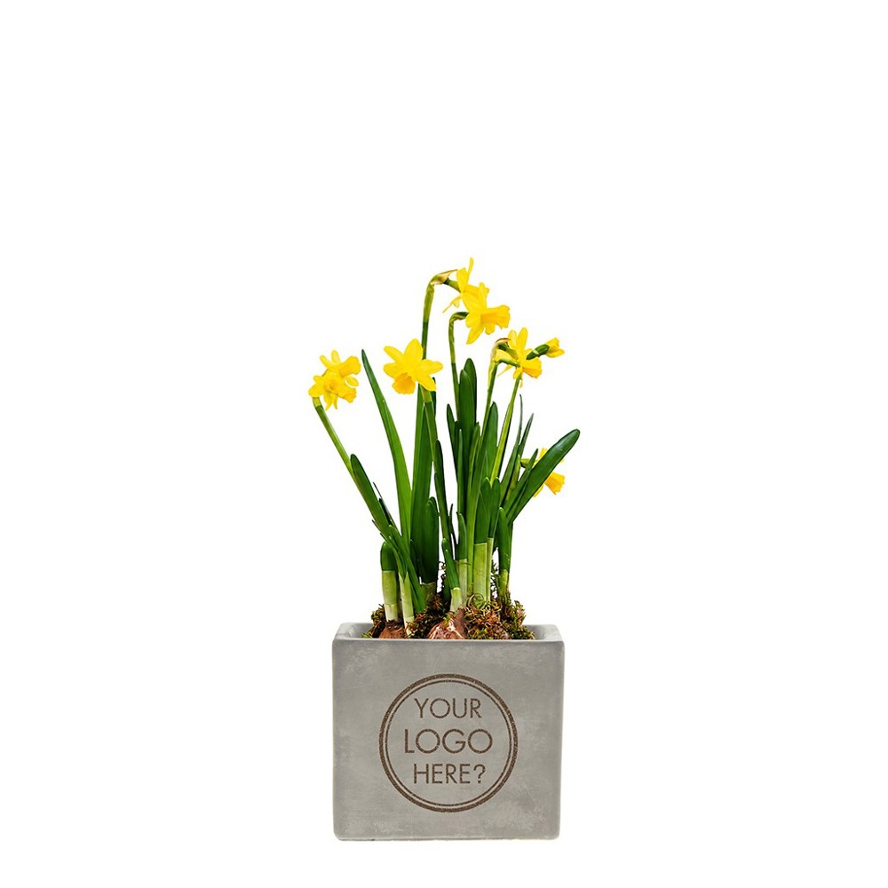 Congreet® plantpots large - Spring edition, Ohne Verpackung
