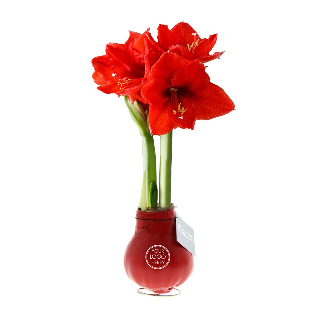 No Water Flowers® - Waxz® Colours, In einer Luxusbox, Pastellgrün