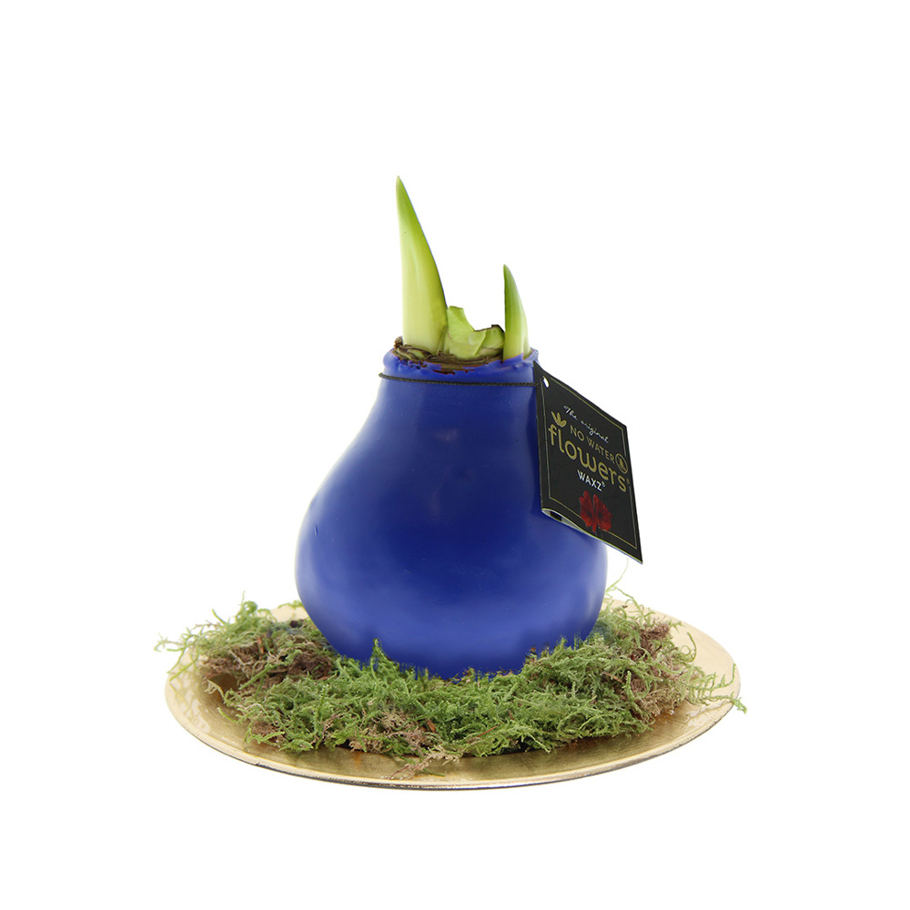 No Water Flowers® - Waxz® on golden dish, Ohne Verpackung, Blau
