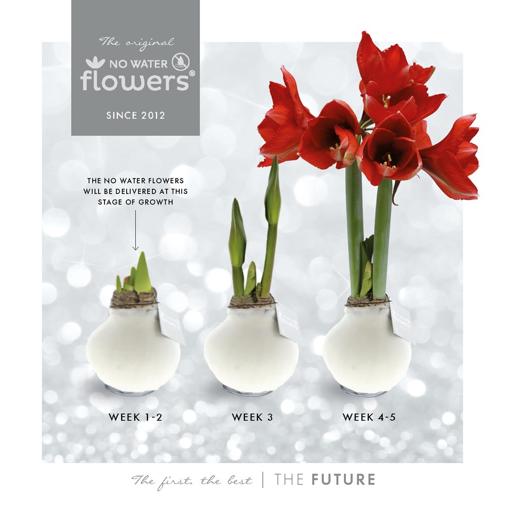No Water Flowers® - Giletz Bowtie, In einer Geschenktüte