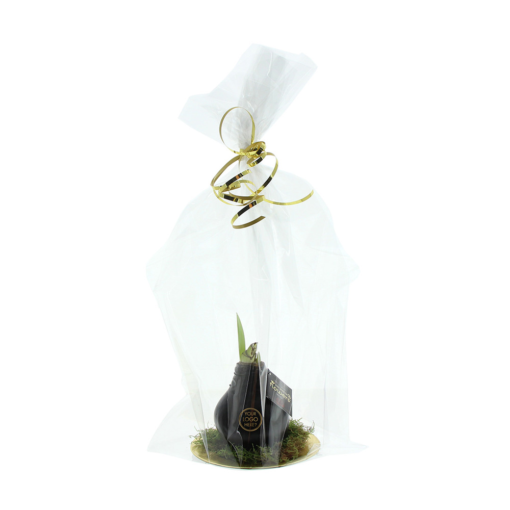 No Water Flowers® - Waxz® on golden dish, Ohne Verpackung, Blau